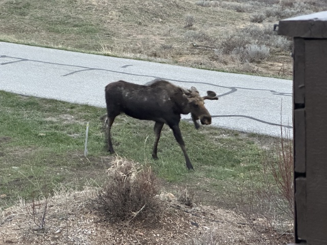 2024/05(May)/Moose/640x480_2024-05-17-Moose-41.JPG