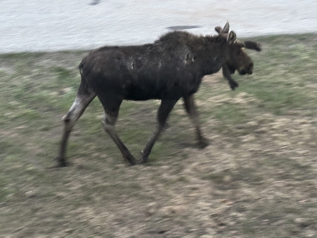 2024/05(May)/Moose/640x480_2024-05-17-Moose-42.JPG
