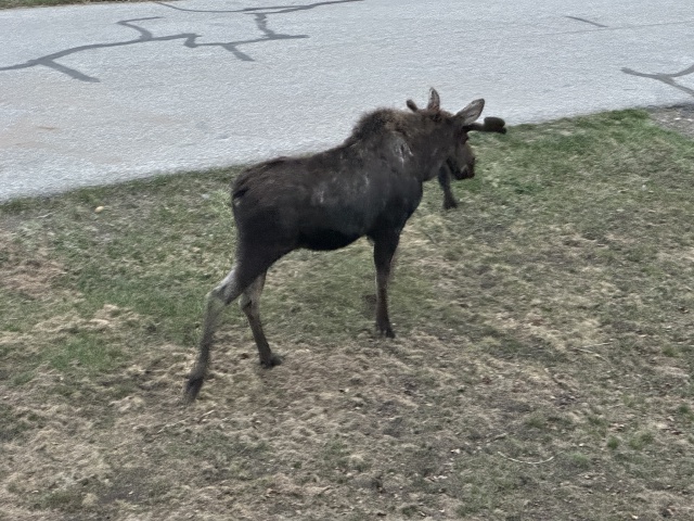 2024/05(May)/Moose/640x480_2024-05-17-Moose-43.JPG