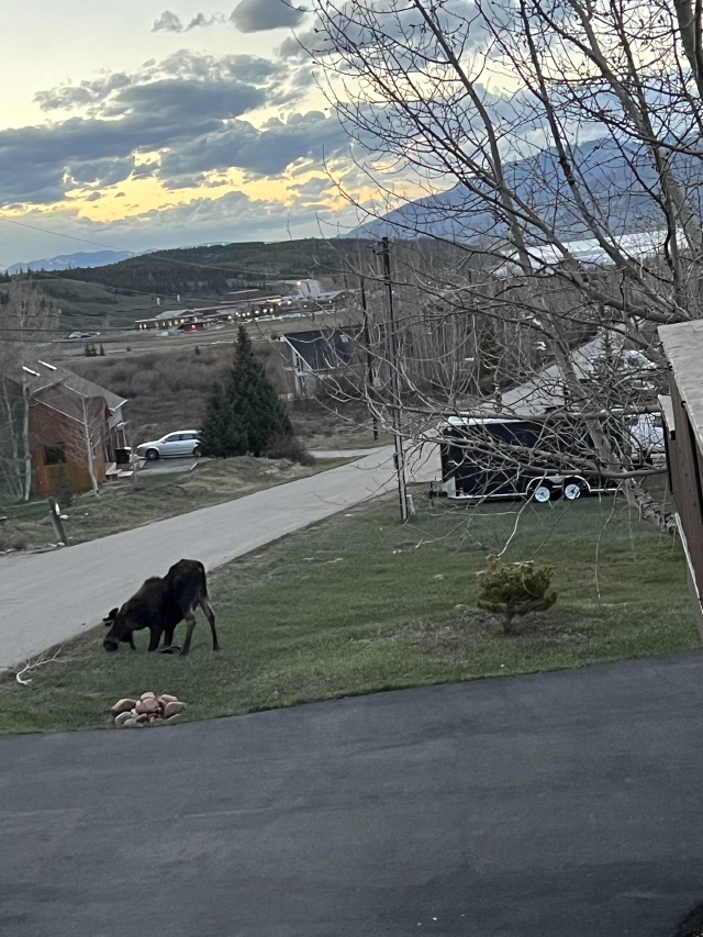 2024/05(May)/Moose/640x480_2024-05-17-Moose-44.JPG