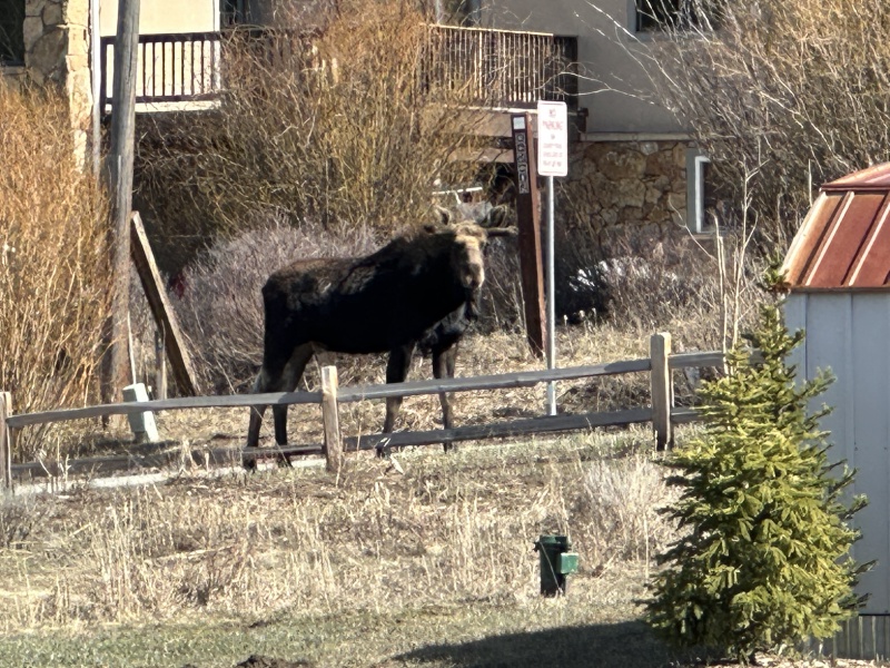 2024/05(May)/Moose/800x600_2024-05-02-Moose-02.JPG