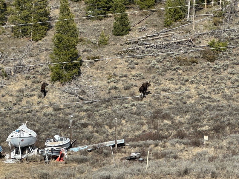2024/05(May)/Moose/800x600_2024-05-02-Moose-05.JPG