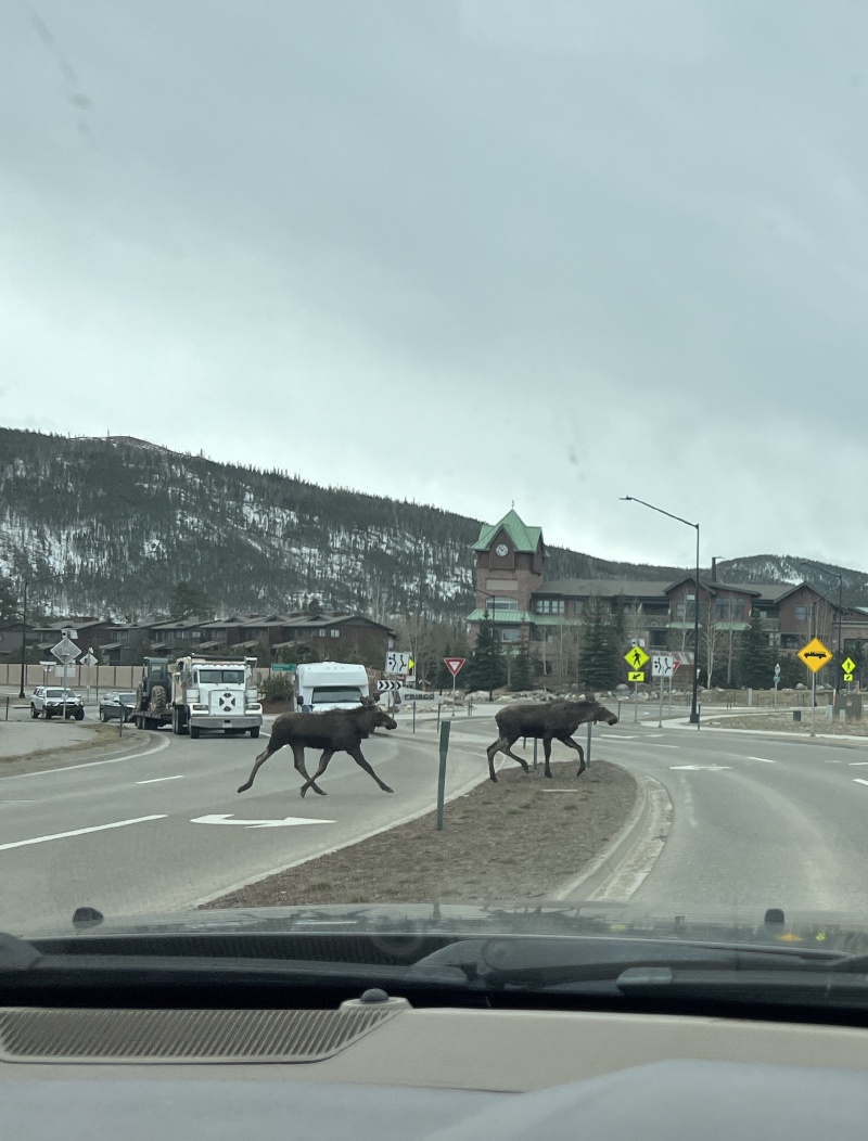 2024/05(May)/Moose/800x600_2024-05-11-Moose-07.JPG