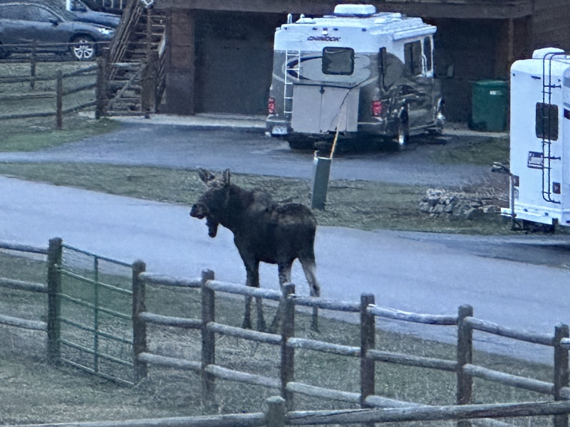 2024/05(May)/Moose/800x600_2024-05-11-Moose-10.JPG