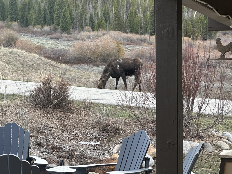 2024/05(May)/Moose/800x600_2024-05-15-Moose-13.JPG