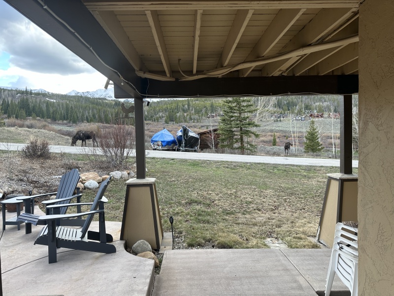 2024/05(May)/Moose/800x600_2024-05-15-Moose-15.JPG