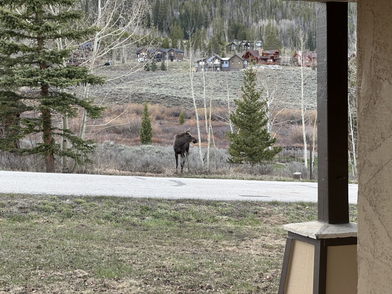 2024/05(May)/Moose/800x600_2024-05-15-Moose-16.JPG