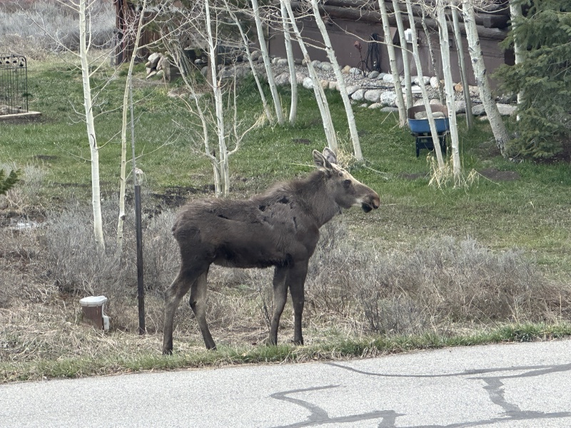2024/05(May)/Moose/800x600_2024-05-15-Moose-19.JPG