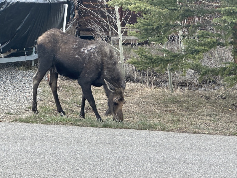 2024/05(May)/Moose/800x600_2024-05-15-Moose-21.JPG