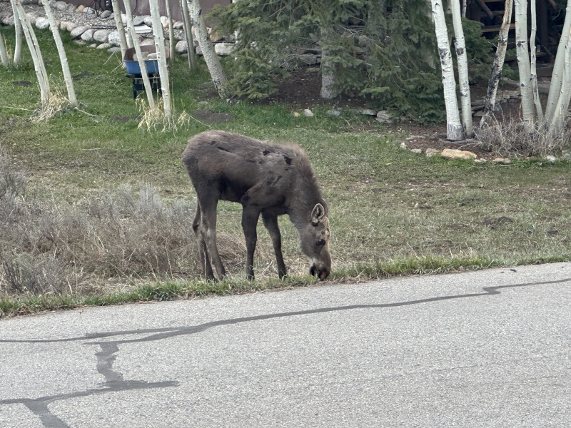 2024/05(May)/Moose/800x600_2024-05-15-Moose-22.JPG