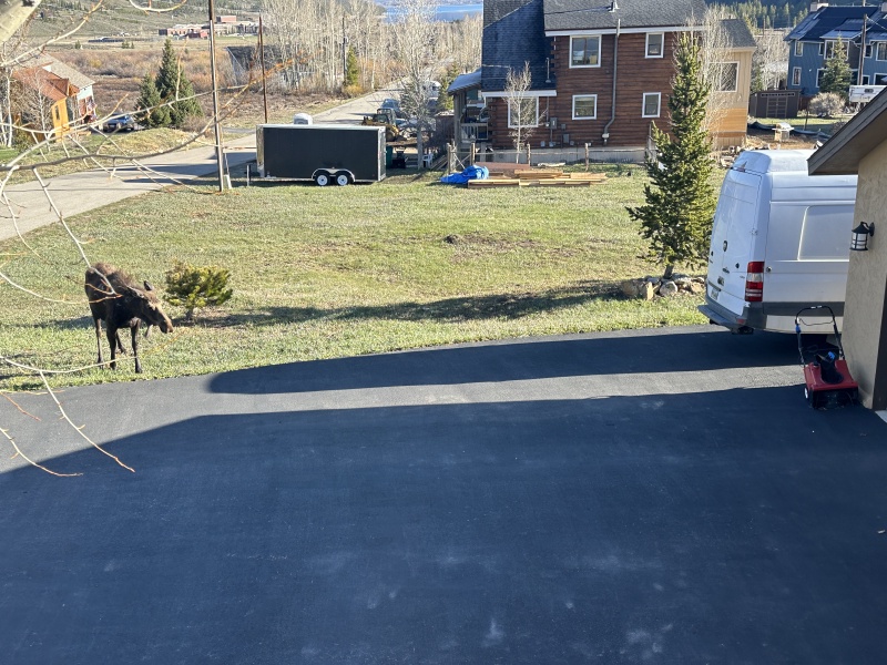 2024/05(May)/Moose/800x600_2024-05-16-Moose-24.JPG