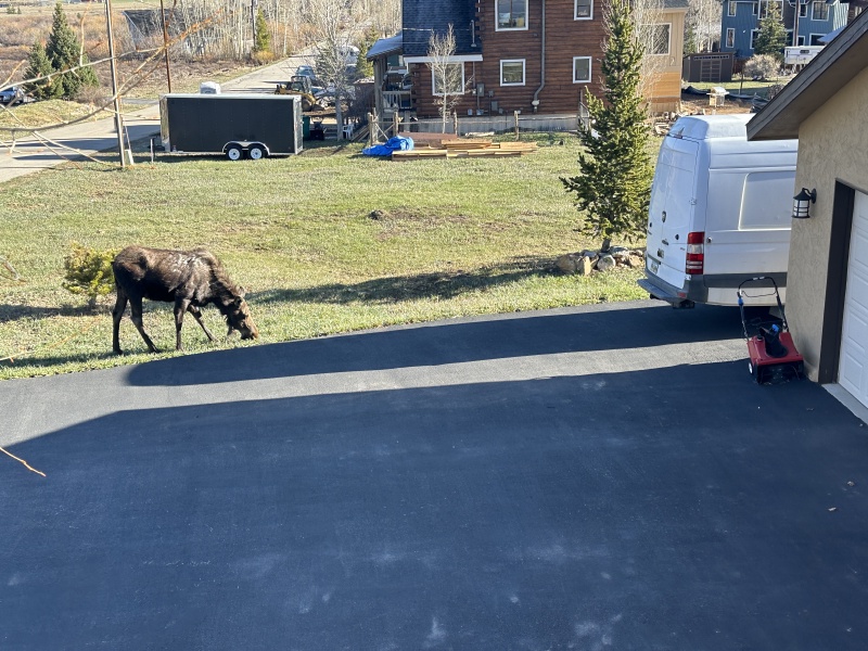 2024/05(May)/Moose/800x600_2024-05-16-Moose-25.JPG
