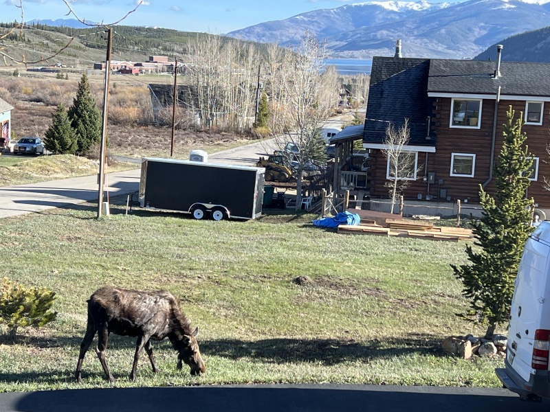 2024/05(May)/Moose/800x600_2024-05-16-Moose-26.JPG
