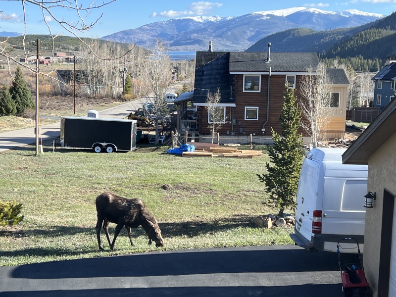 2024/05(May)/Moose/800x600_2024-05-16-Moose-27.JPG