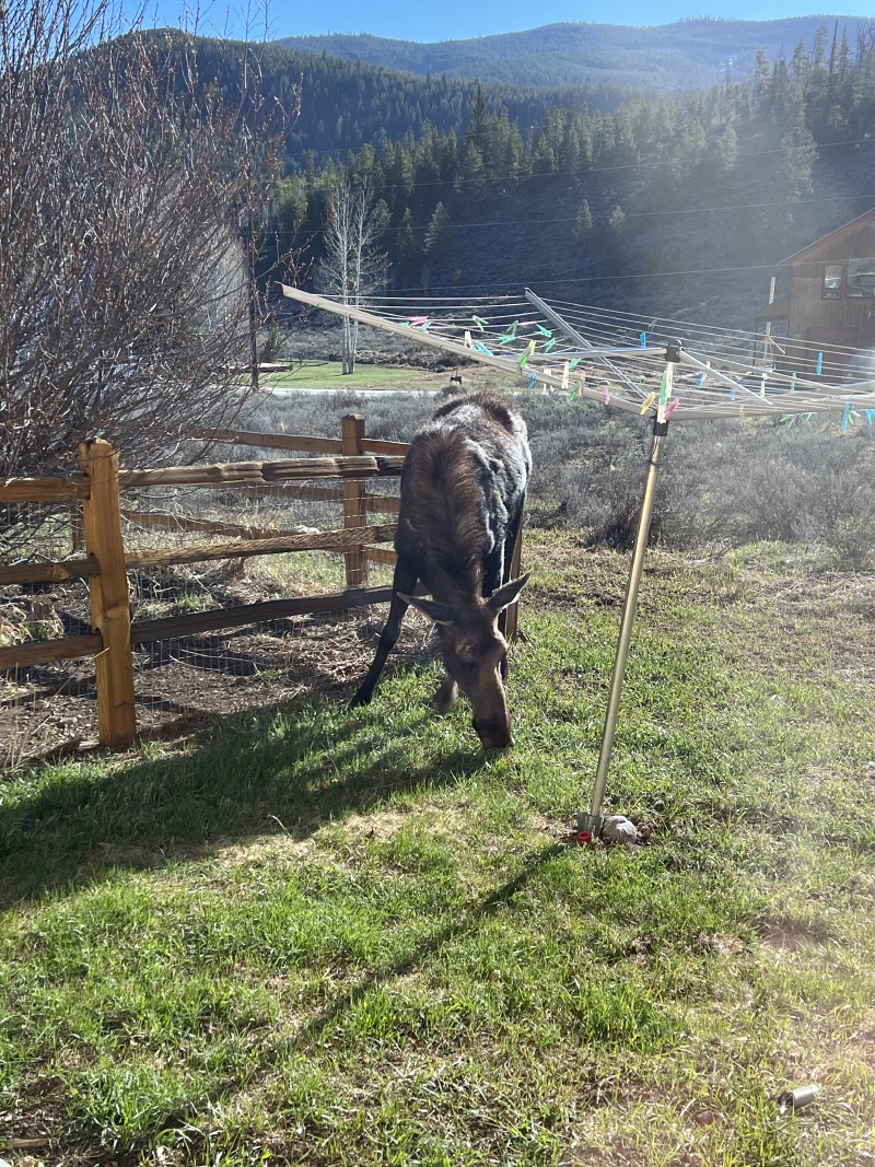 2024/05(May)/Moose/800x600_2024-05-16-Moose-33.JPG