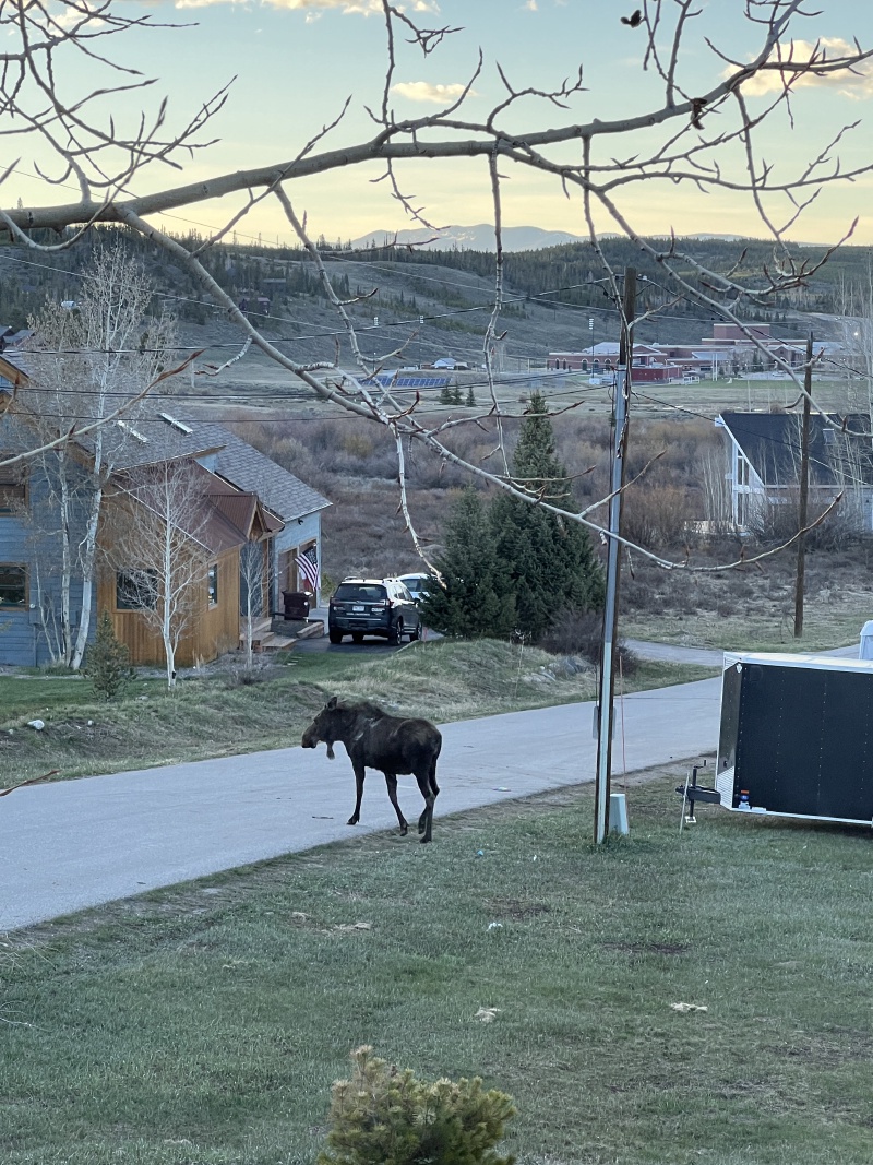 2024/05(May)/Moose/800x600_2024-05-16-Moose-37.JPG