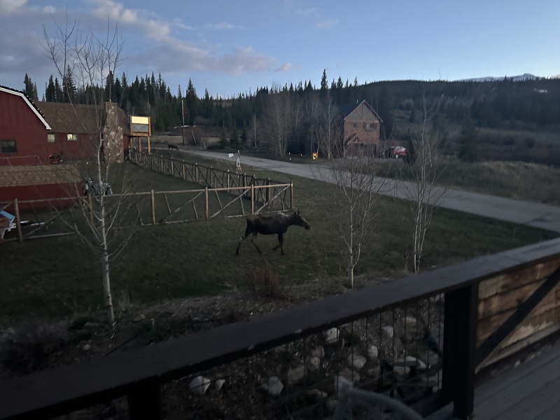 2024/05(May)/Moose/800x600_2024-05-16-Moose-38.JPG