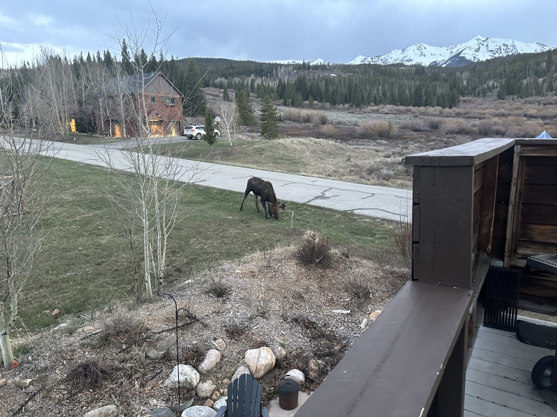 2024/05(May)/Moose/800x600_2024-05-17-Moose-39.JPG