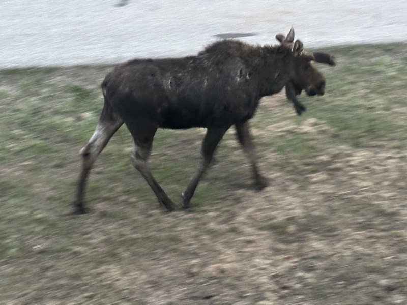 2024/05(May)/Moose/800x600_2024-05-17-Moose-42.JPG