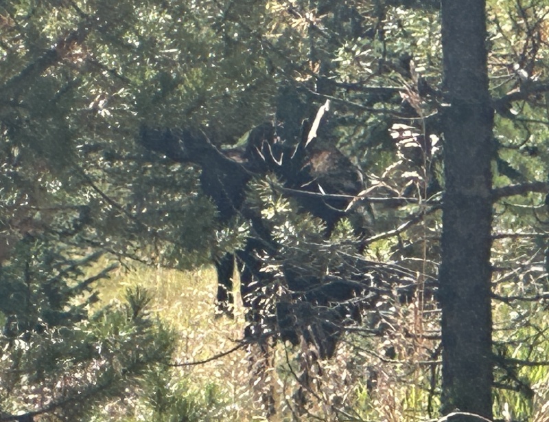 2024/05(May)/Moose/800x600_2024-09-06-Moose-45.JPG