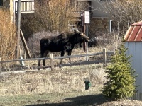 2024-05-02-Moose-01.JPG