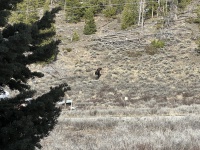 2024-05-02-Moose-04.JPG