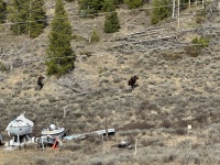 2024-05-02-Moose-05.JPG
