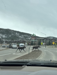 2024-05-11-Moose-07.JPG