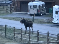 2024-05-11-Moose-10.JPG