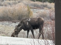 2024-05-15-Moose-14.JPG