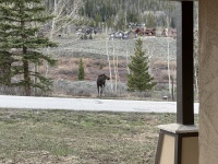 2024-05-15-Moose-16.JPG