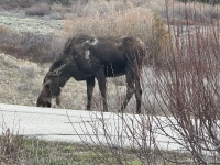 2024-05-15-Moose-17.JPG