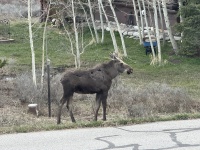 2024-05-15-Moose-19.JPG