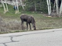 2024-05-15-Moose-22.JPG
