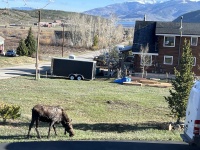 2024-05-16-Moose-26.JPG