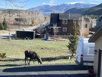 2024-05-16-Moose-27.JPG