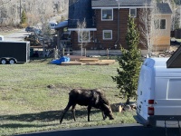 2024-05-16-Moose-29.JPG