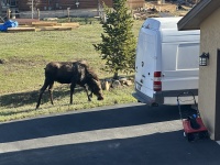 2024-05-16-Moose-30.JPG