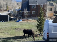 2024-05-16-Moose-31.JPG