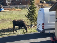 2024-05-16-Moose-32.JPG