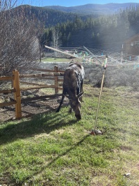 2024-05-16-Moose-33.JPG