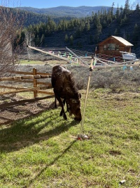 2024-05-16-Moose-34.JPG