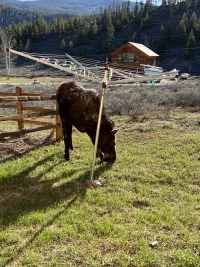 2024-05-16-Moose-35.JPG