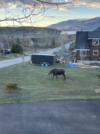 2024-05-16-Moose-36.JPG