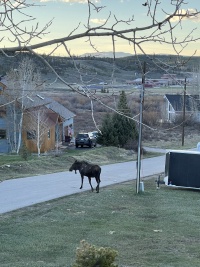 2024-05-16-Moose-37.JPG