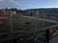 2024-05-16-Moose-38.JPG