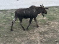 2024-05-17-Moose-42.JPG