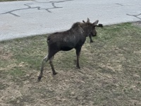 2024-05-17-Moose-43.JPG