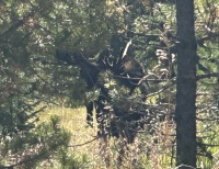 2024-09-06-Moose-45.JPG