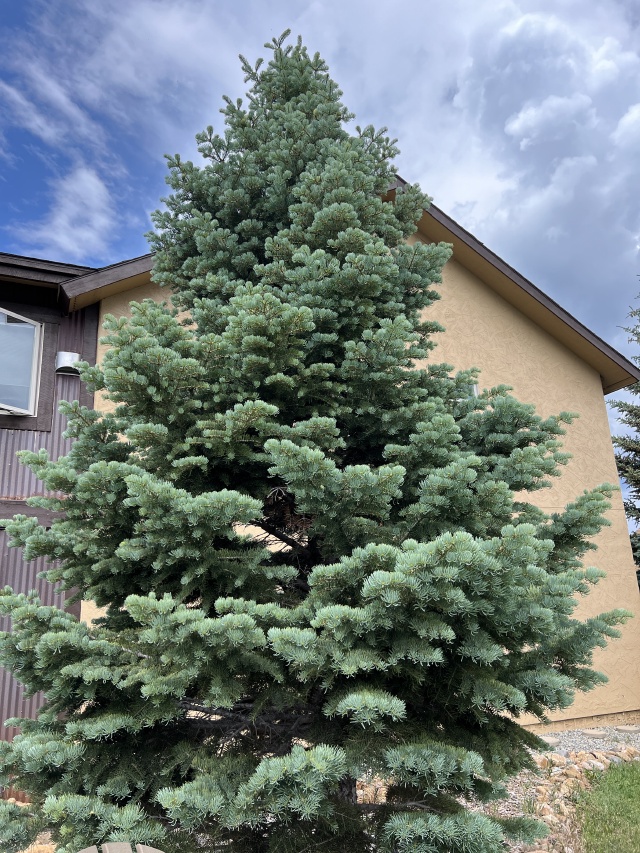 2024/07(July)/Colorado/640x480_2024-07-19-Colorado-36.JPG